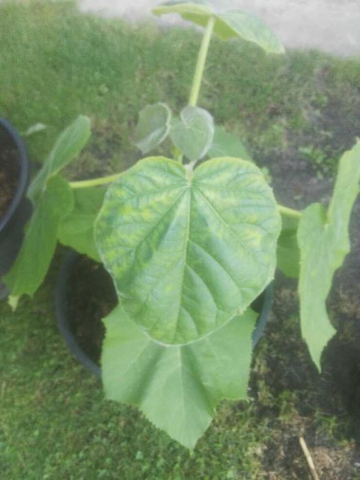 Paulownia Omszona - Tomentosa