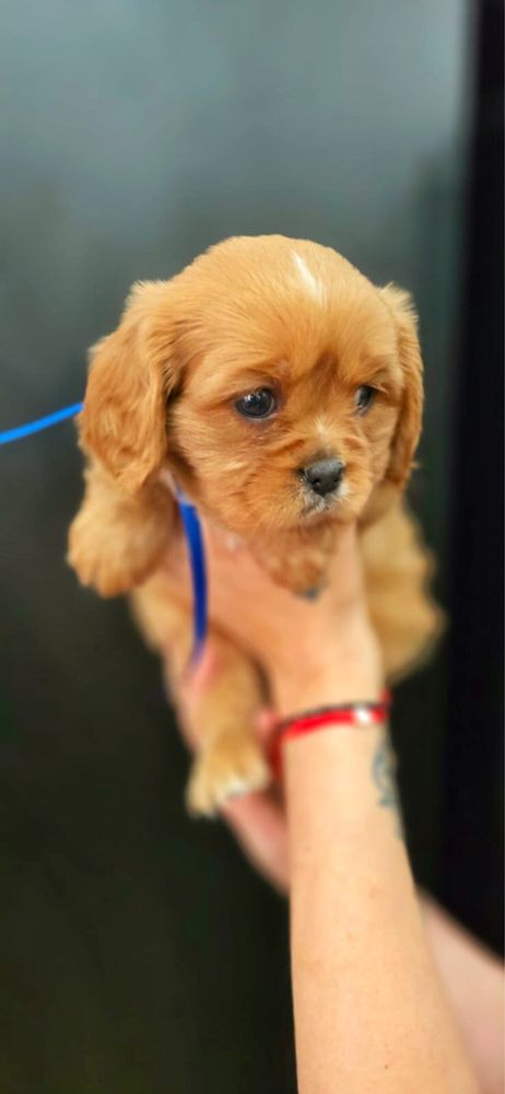 Cavalier piesek ruby rudy piękny kolor spaniel