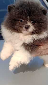 Śliczny chłopak Szpica Pomeraniana