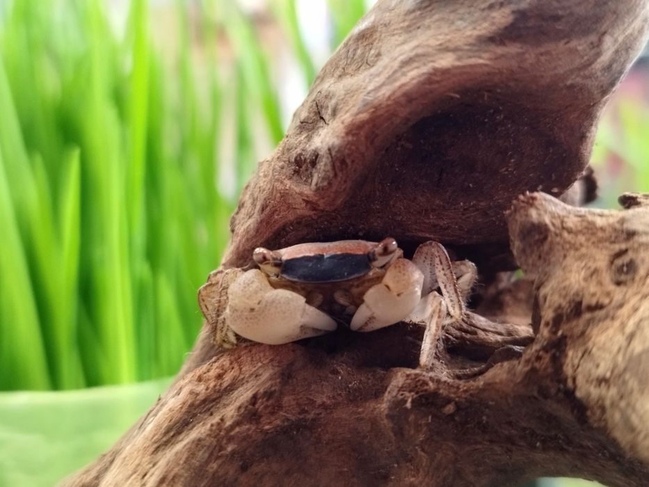 Krab White Polos MASSON