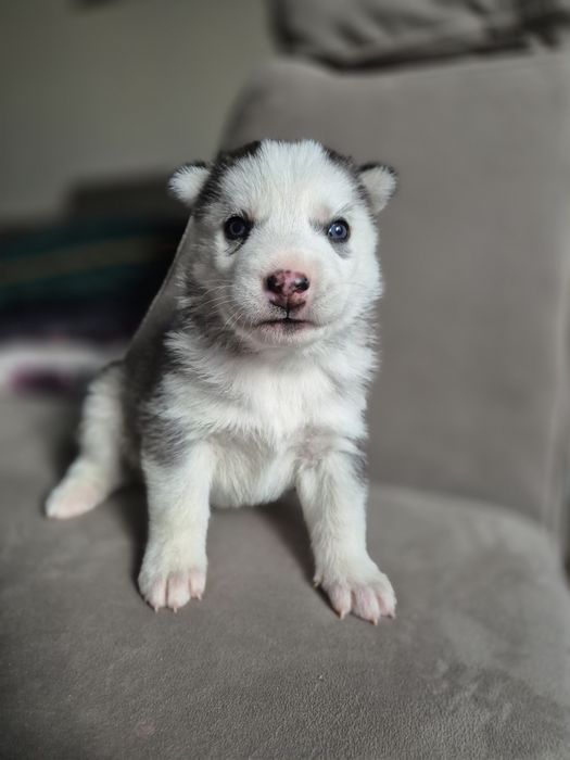 Suczka Syberian Husky