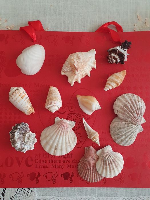 Ракушки морские.