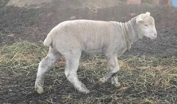 Vendo borregos merino cruzado