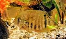 Severum Heros - sprzedam