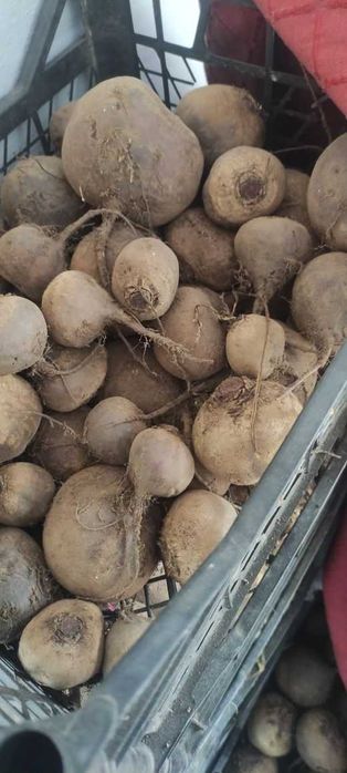 домашній буряк столовий з свого участка урожай 2025