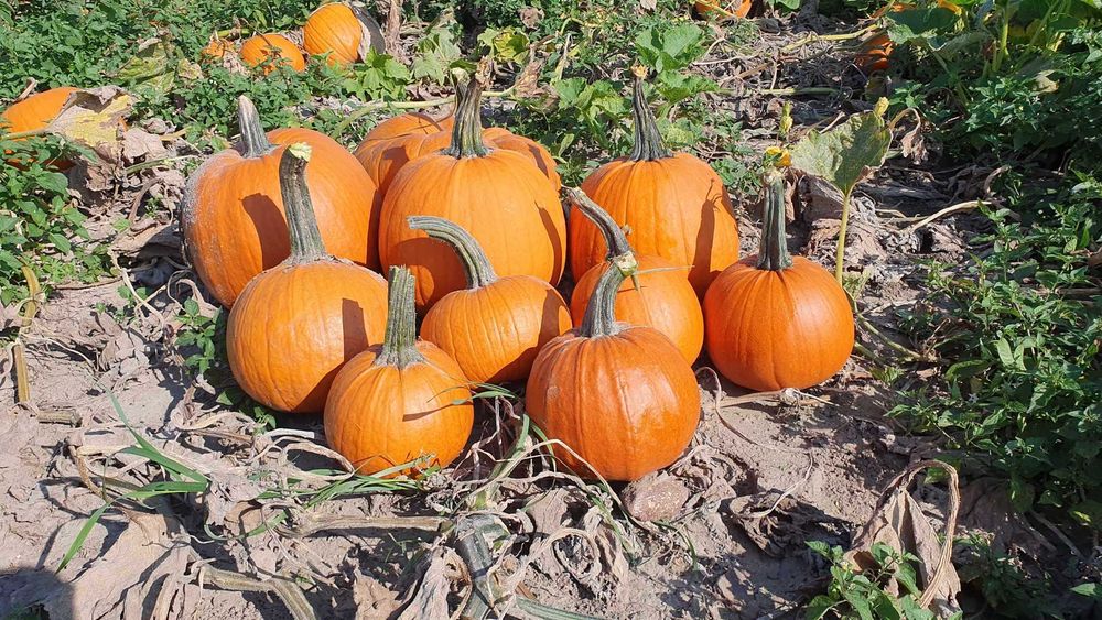 Sprzedam dynie typu haloween