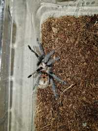 Samica chromatopelma cyaneopubescens 2.5dc