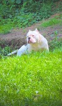 American Bully Szczeniak Abkc