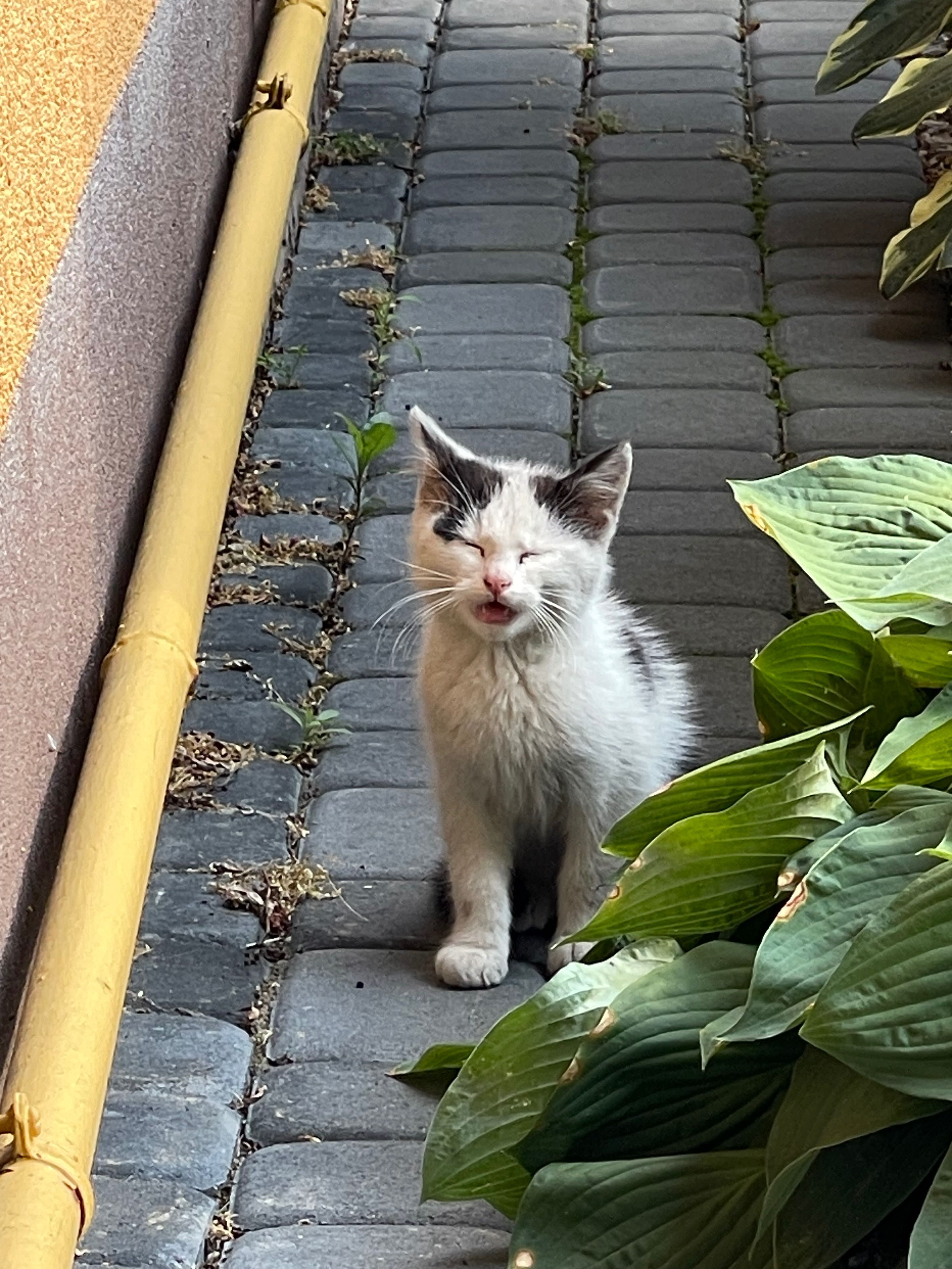 Mały kocurek do adopcji