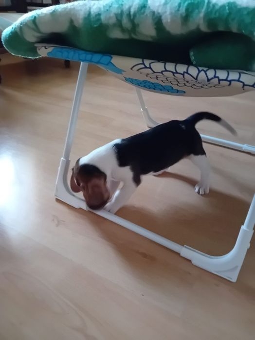 Beagle piesek trikolor