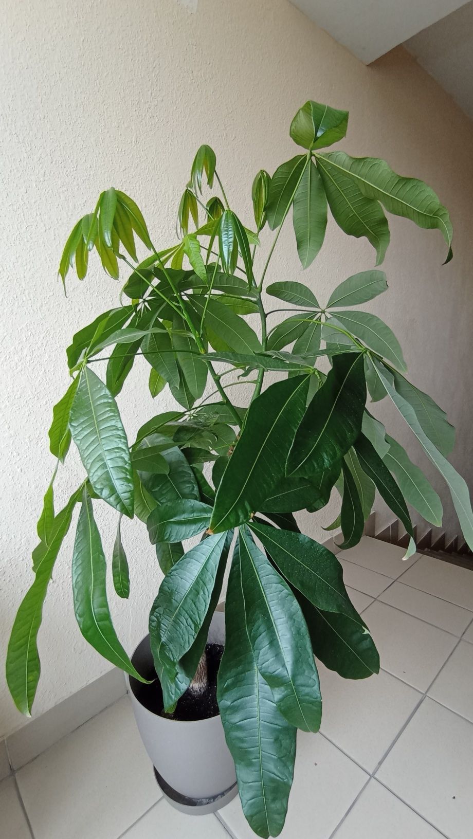Пахіра, висока рослина
