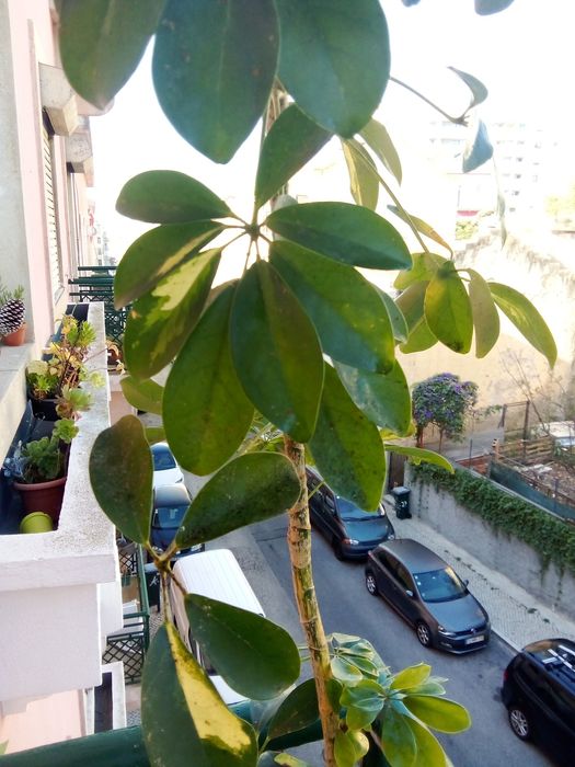 Planta alta,em vaso