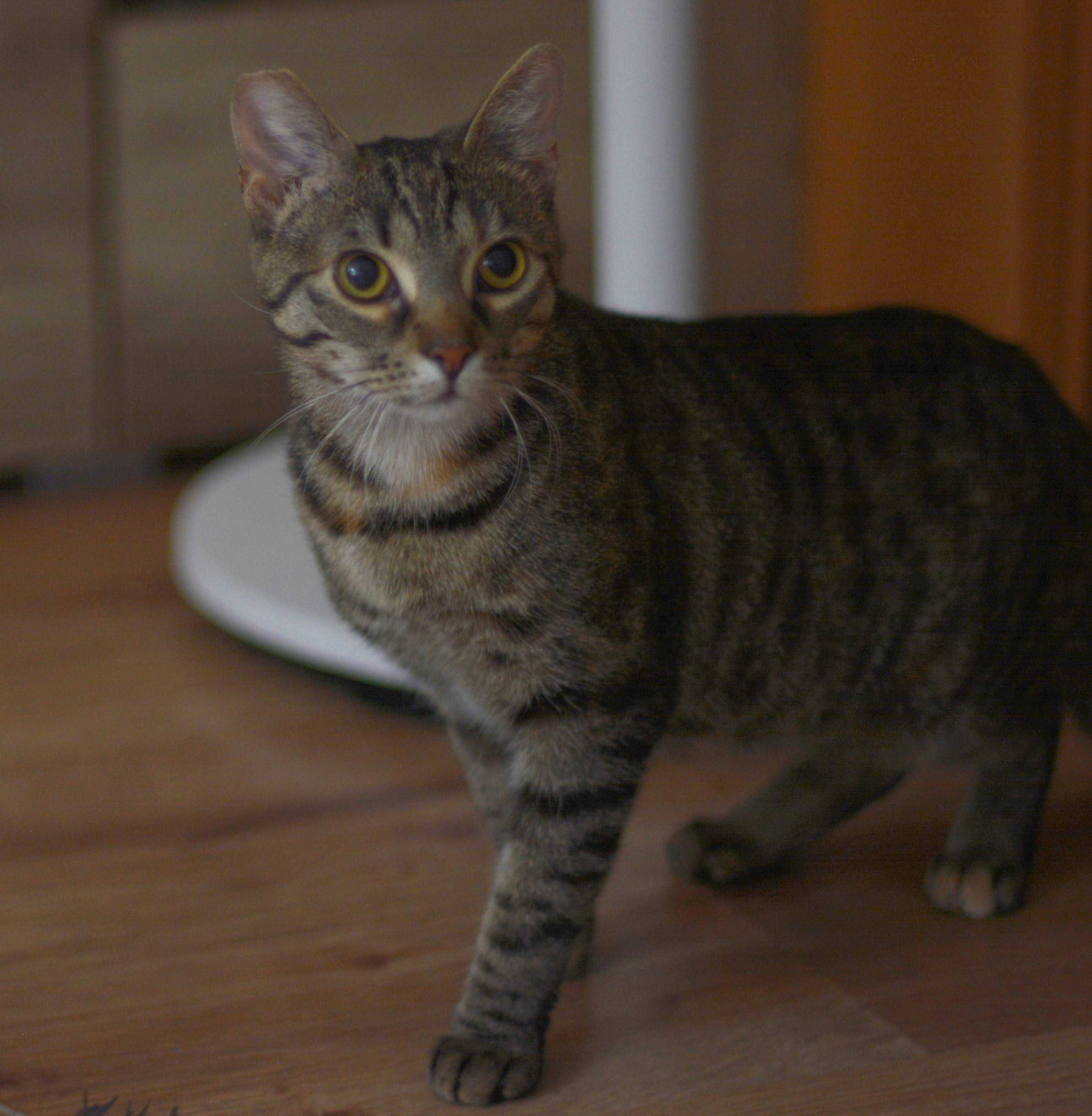 Siostry Zoe i Cloe do adopcji