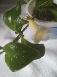 Кодонанта — «воздушное» растение из числа ампельных культур,