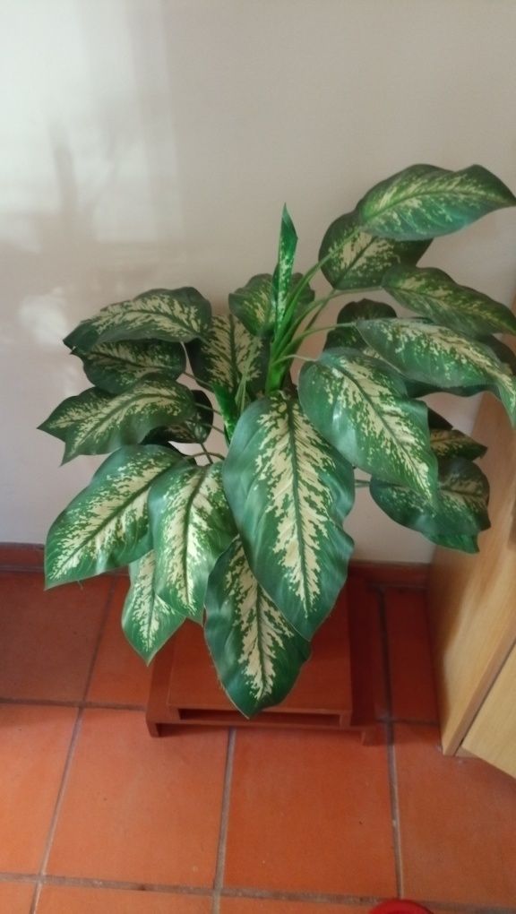 Planta decorativa