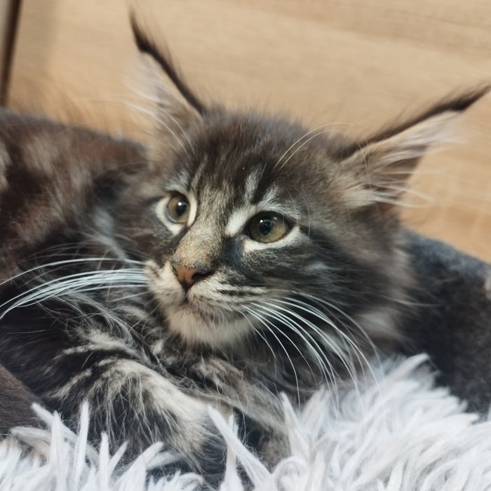 Chłopczyk Maine Coon