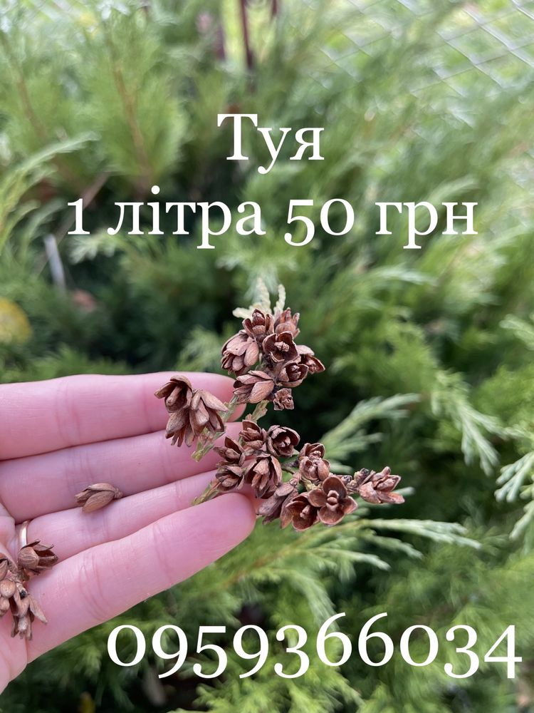 Шишки модрина ялина сосна туя бук вільха