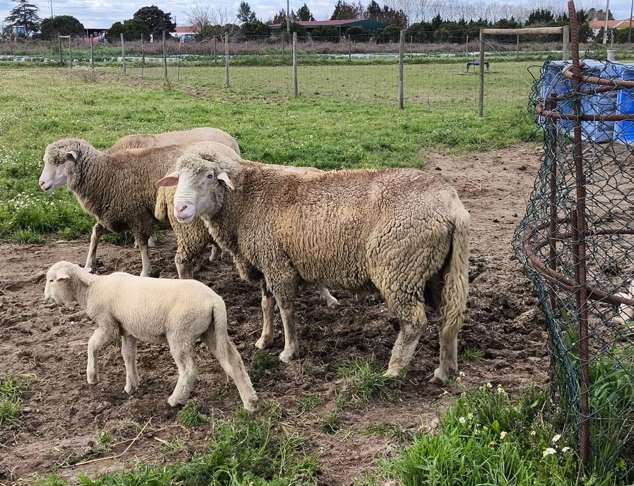 Borregos e borregas