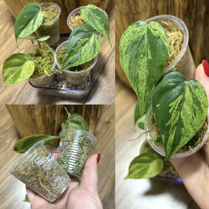 Филодендрон Melanochrysum variegated,Tenue,Congo Marble,Hederaceum var