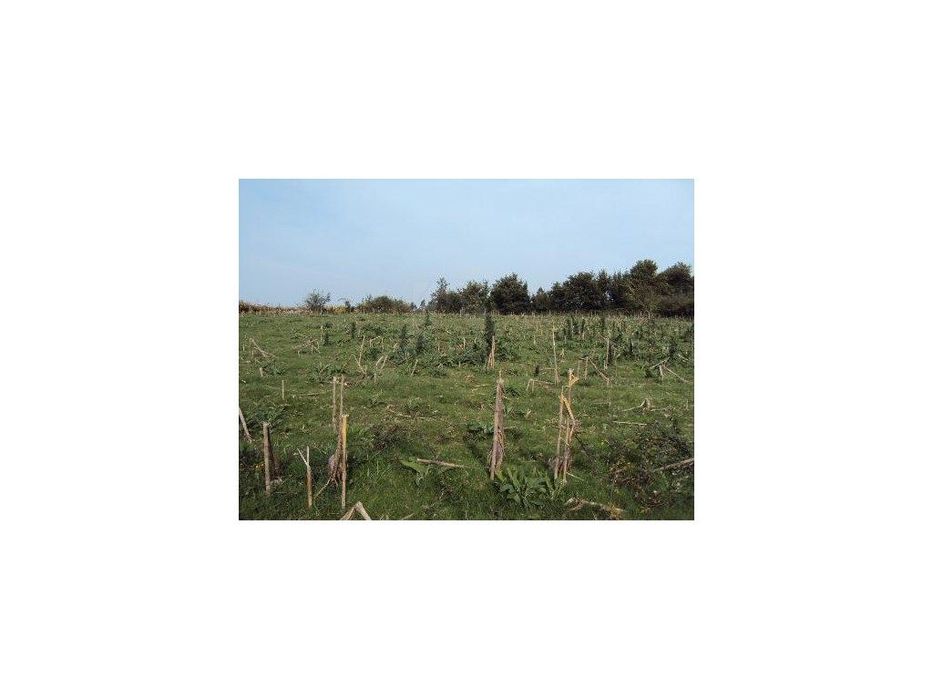 Terreno Agrícola em Paredes de Coura