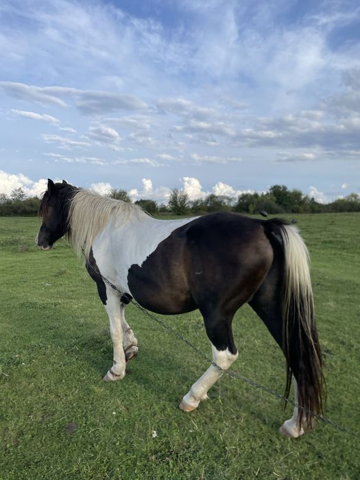 Продам кобилу!!!