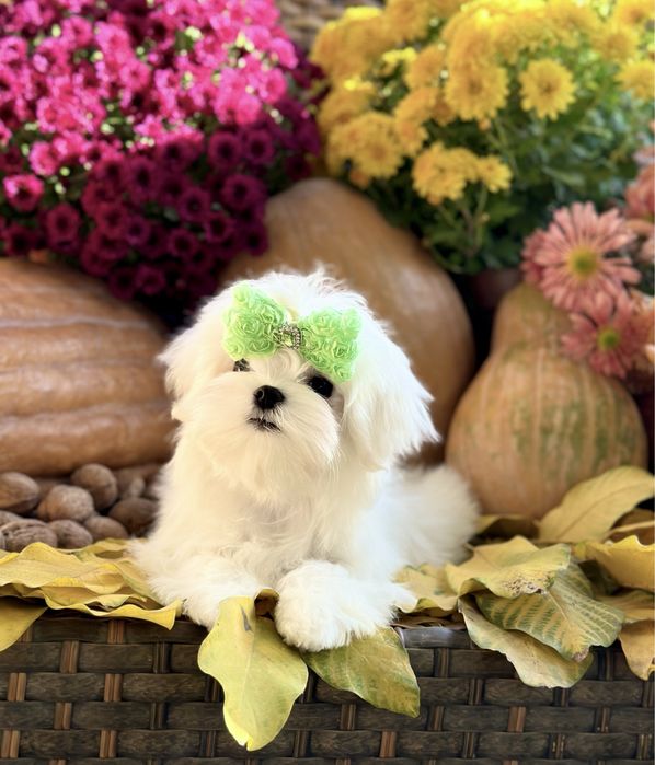 Цуценята мальтезе ,розплідник КСУ-FCI