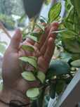 Hoya heuschkeliana variegata