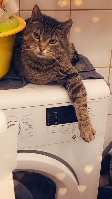 Wydam kocurka. Bez pralki ;)