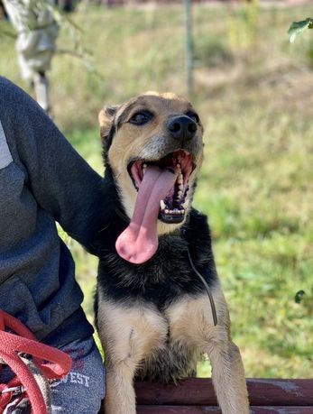 Ares do adopcji szuka kochającego domu Gilow