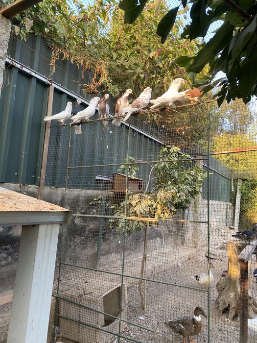 Pombas de leque e capuchino