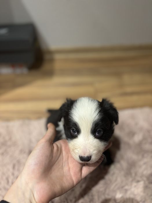 Szczeniak Border collie