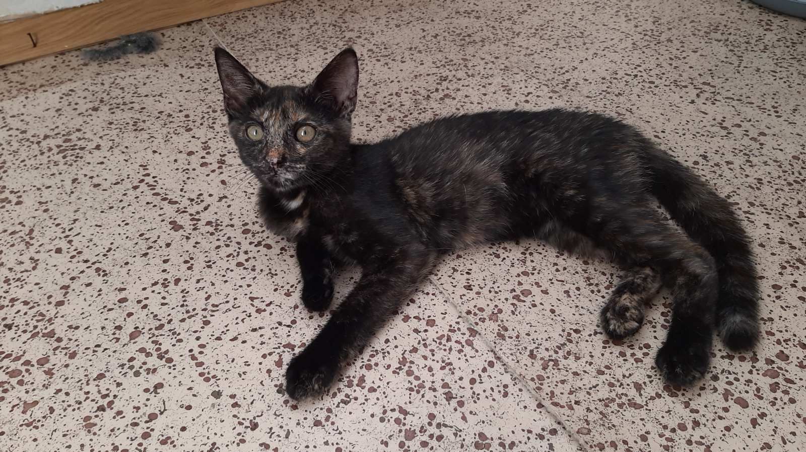 Мраморный котенок даром. Котята бесплатно. Кошечка. Кошка.