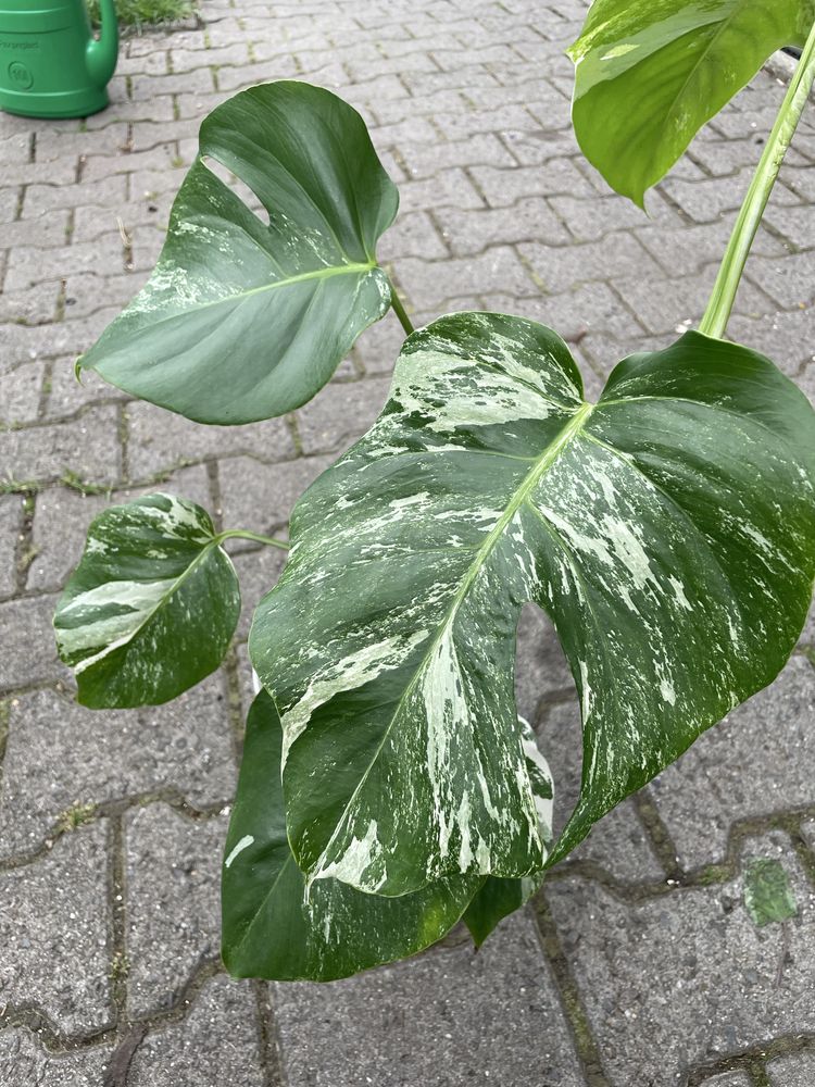 Monstera variegat