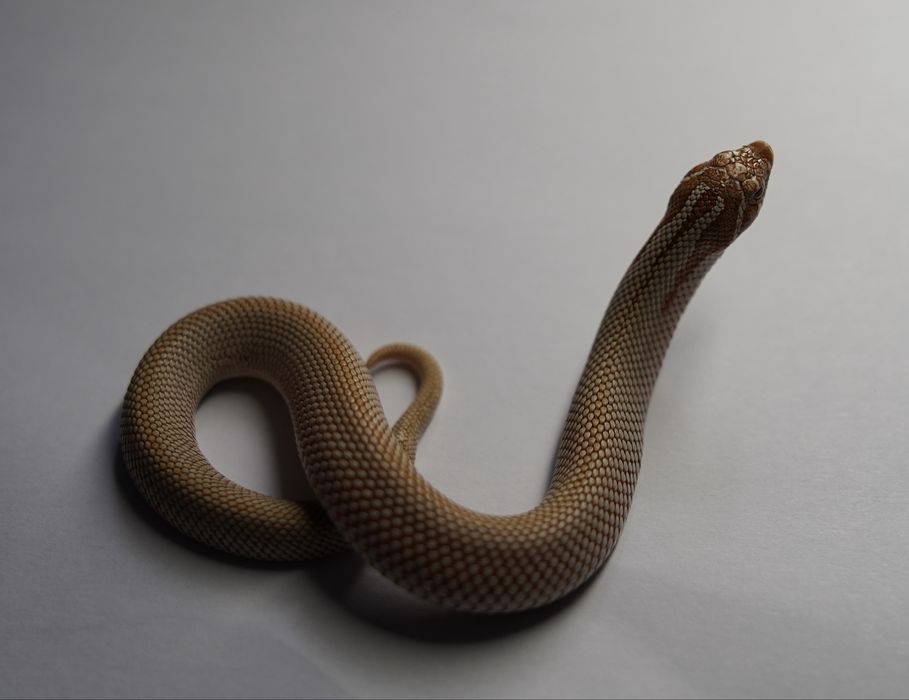 Wąż Heterodon nasicus - Toffee Superconda - Samica Hognose snake