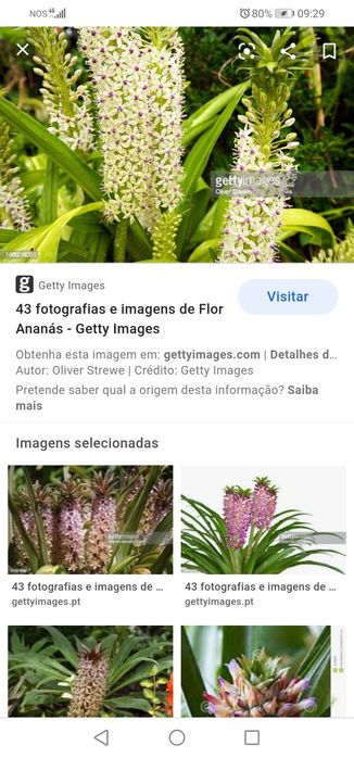 Flor Ananás em vaso