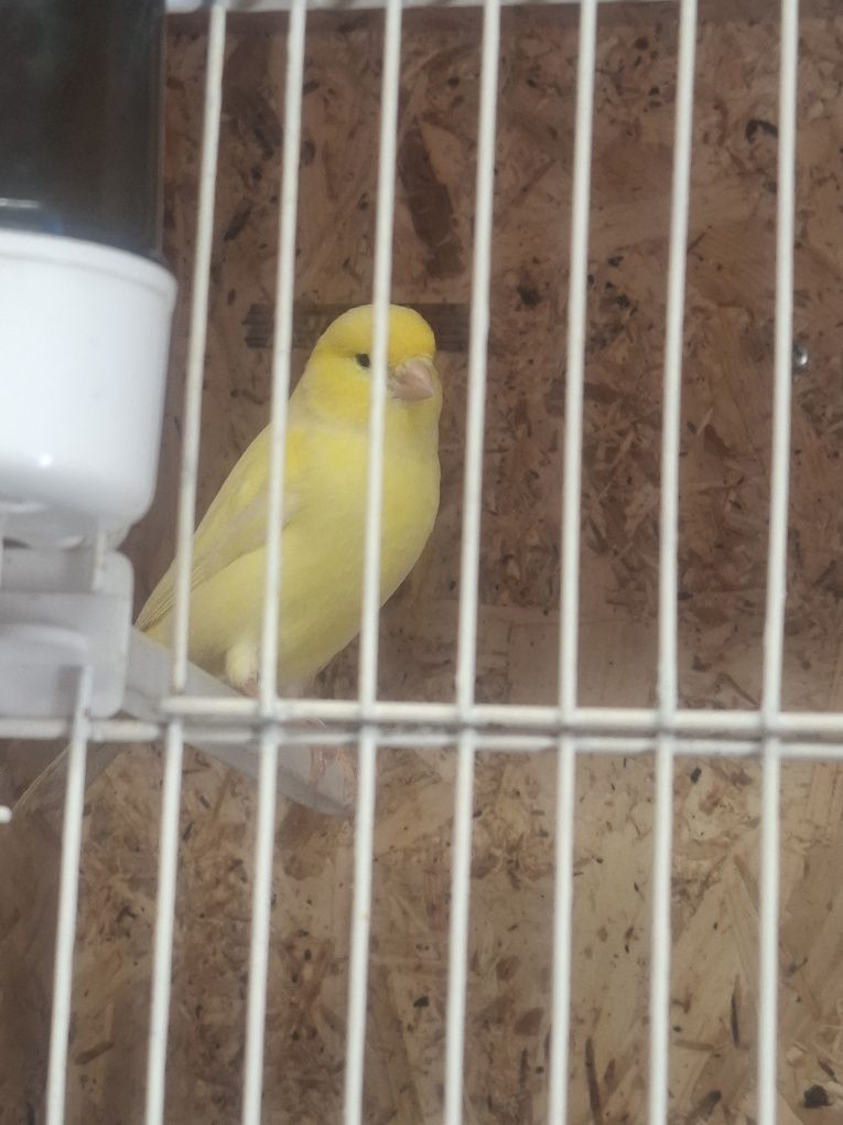 Canario macho amarelo 2024