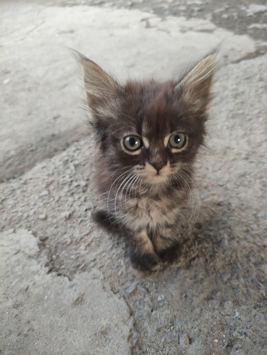 Котенята чекають люблячих господарів!
