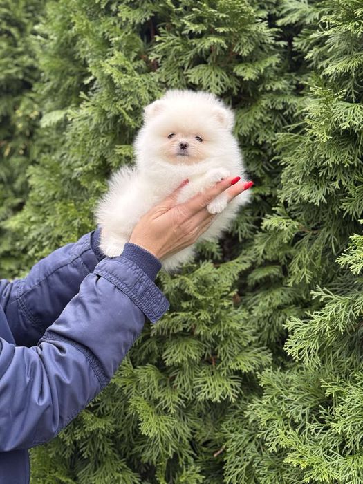 Цуценята померанського шпіца