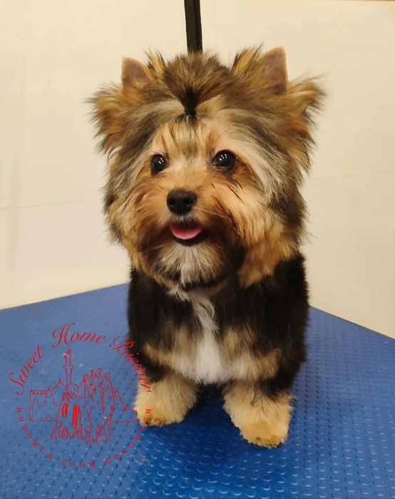 Yorkshire terrier Byron, york