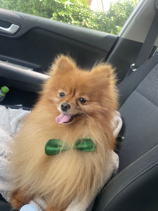 Szpic miniaturowy piesek