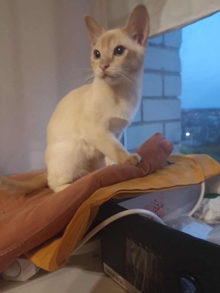 Бурма.Котик Бурманської породи. Вік 8 міс