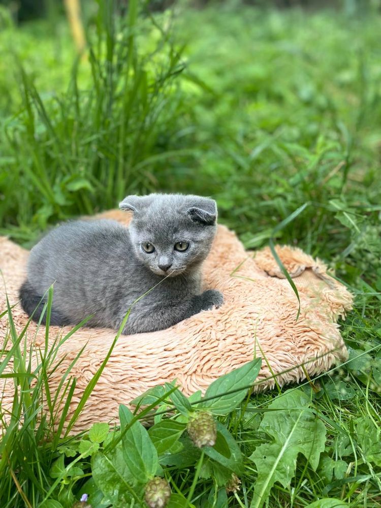 Кошенята британці