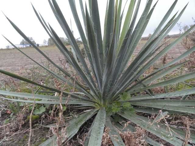 Juka ogrodowa z własnej plantacji, cis kolumnowy
