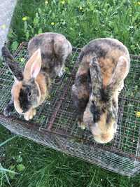 Кролики  рекс японці Самці віком 3 місяці