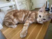 Maine coon rudy kocurek po dużych przebadanych rodzicach