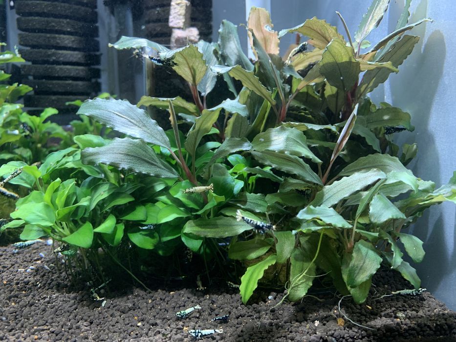 Bucephalandra roslina akwariowa do krewetkarium