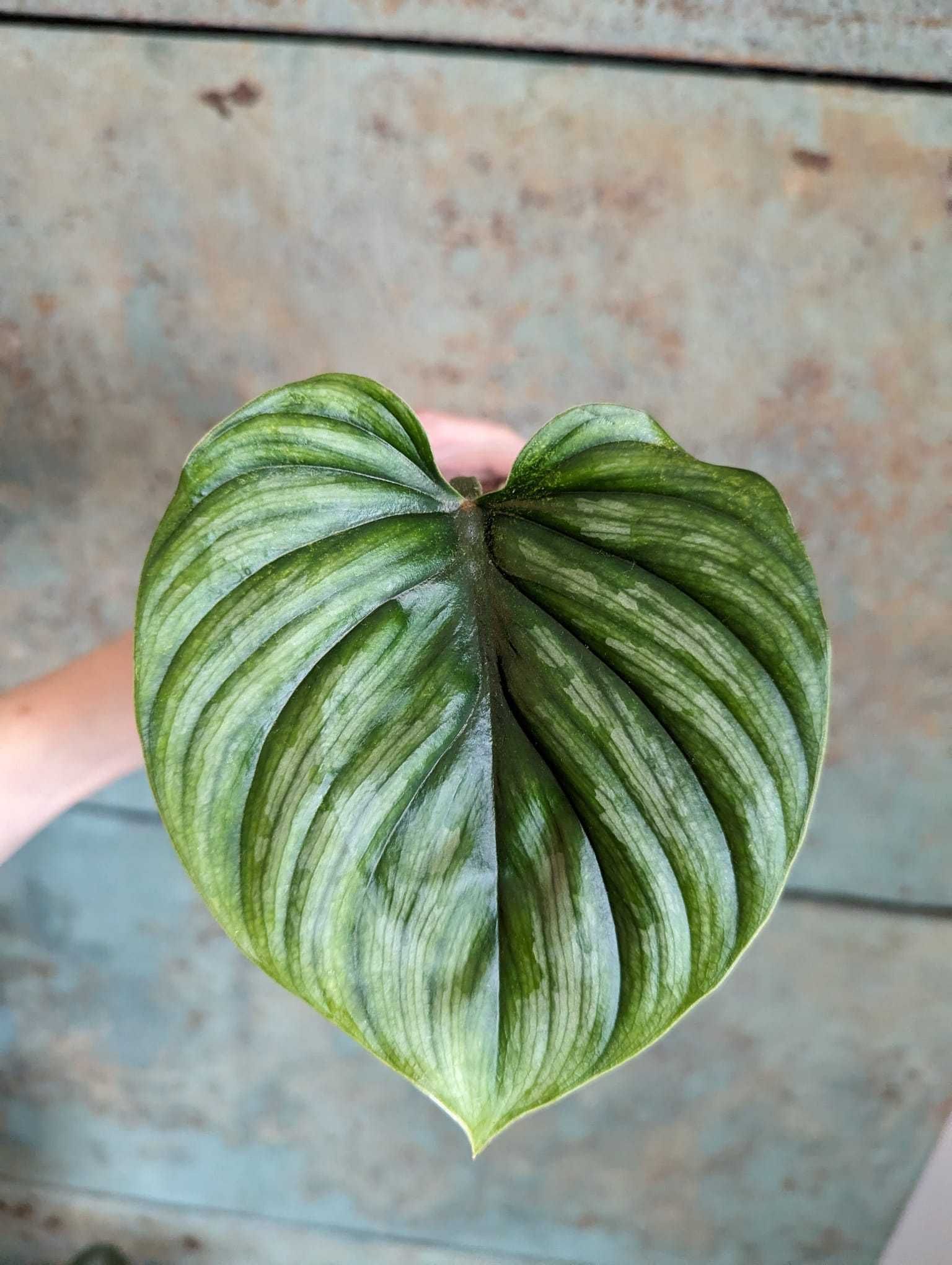 Philodendron Plowmanii młoda sadzonka