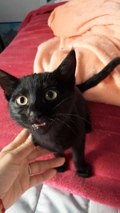 Gatinha da Sorte com 4 meses, procura uma família!