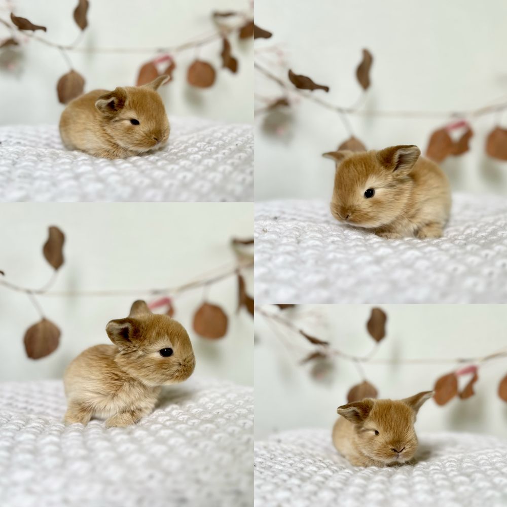 Mini Króliczki ras: Mini lop i Karzełki Teddy Gotowe do odbioru