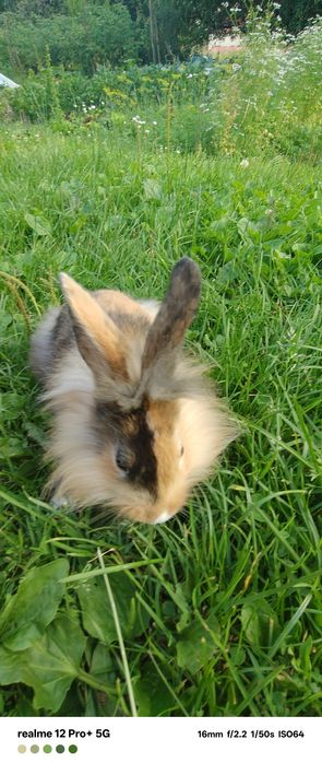 Sprzedam cztery króliki miniaturki